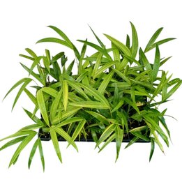 Adonidia merrillii Variegata - Tray 60