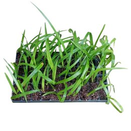 Copernicia berteroana - Tray 60
