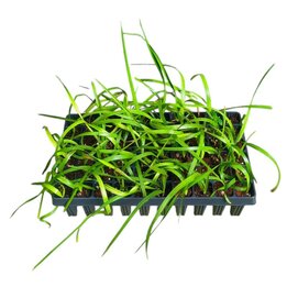 Copernicia macroglossa - Tray 60