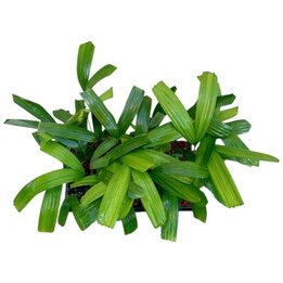 Orania Sylvicola - Tray 28