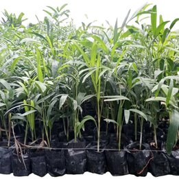 Wodyetia bifurcata - 1 Ltr