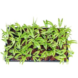 Burretiokentia hapala Tray 60
