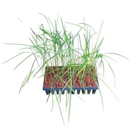 Pseudophoenix vinifera - Tray 60 